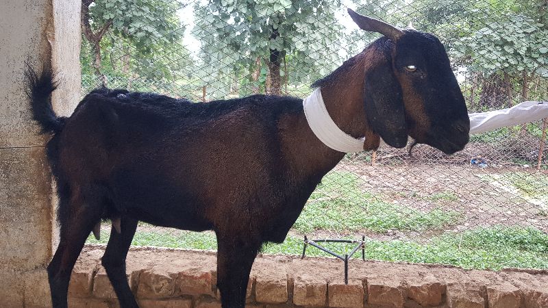 Live Female Goat