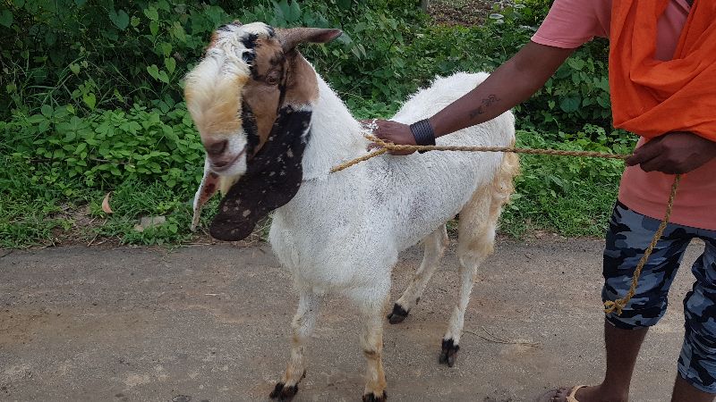 Live Male Goat