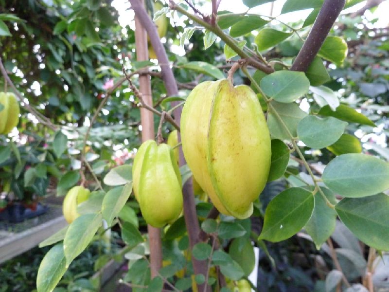 Dwarf Star Fruit Plant