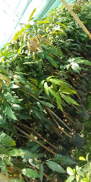 Mango Subarnarrekha Grafted Plant