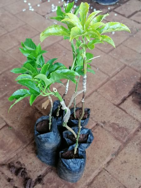 Passion Fruit Grafted Plant's