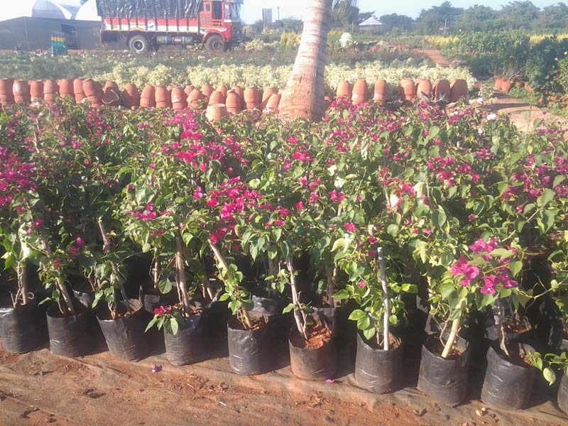 Red Bougainvillea Plant