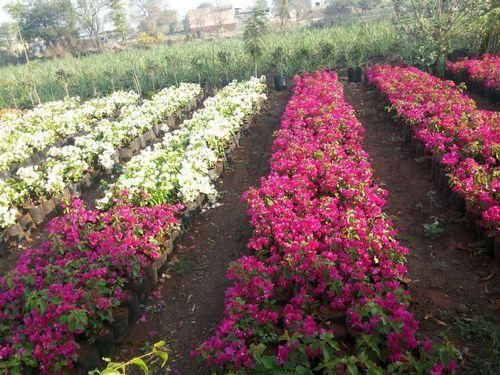 Red Bougainvillea Plant