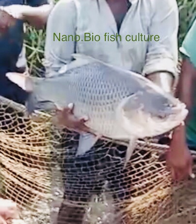 Nano.Bio Fish Services