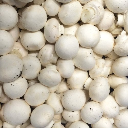 Premium Fresh Chemical Free White Button Mushroom