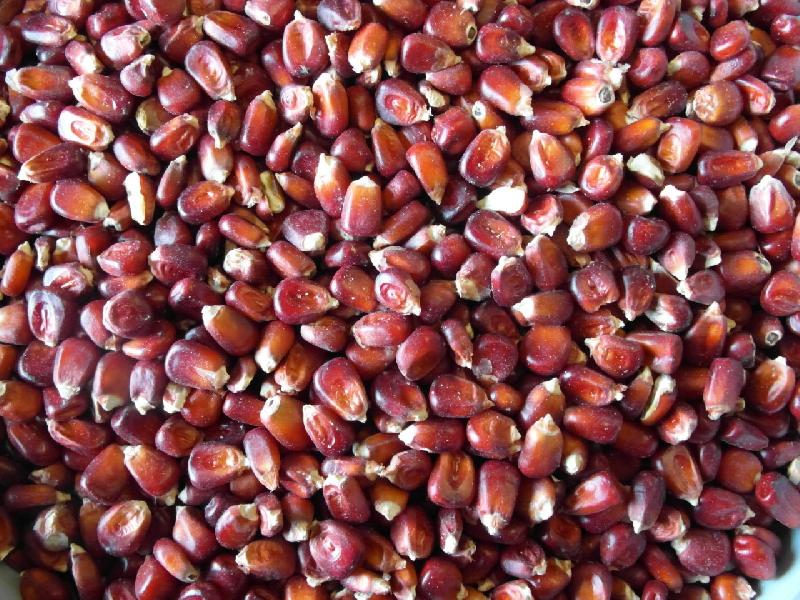Red Maize Seeds