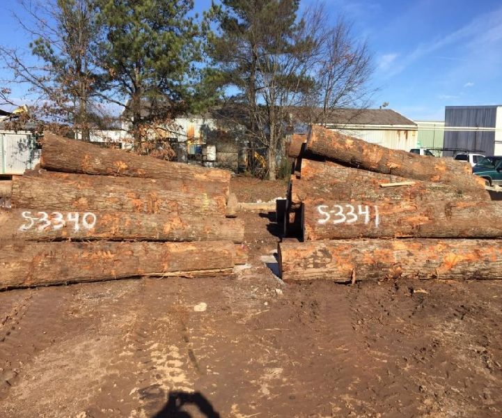 Radiata Pine Logs