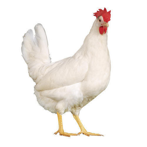 Glucobeta C Poultry Feed Supplement