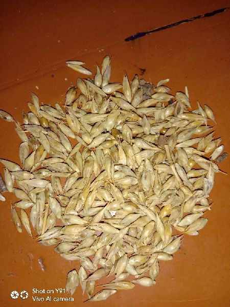 Balcooa Bamboo Seeds