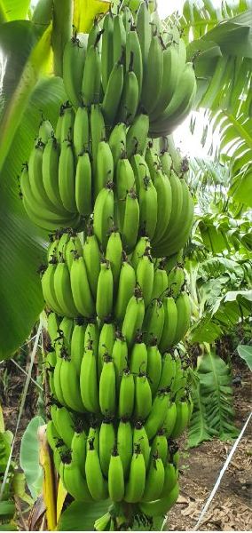G9  Banana