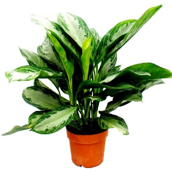 Aglaonema Indoor Plant