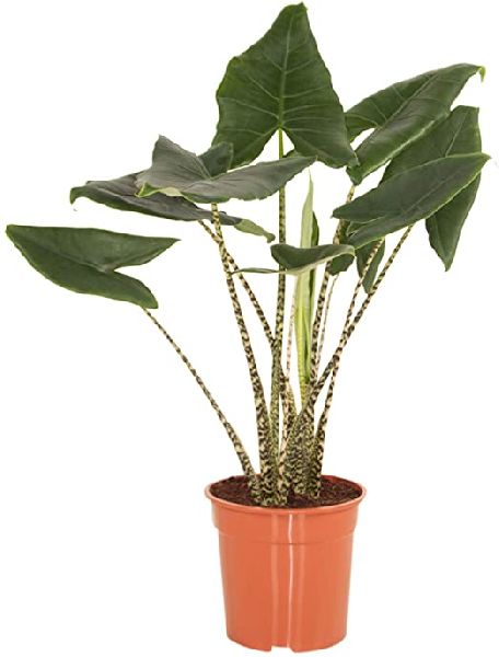 Alocasia Indoor Plant