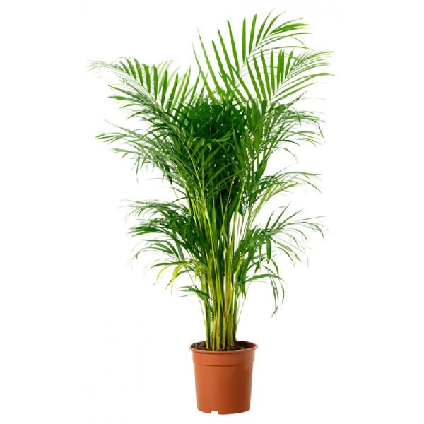 Areca Palm Indoor Plant