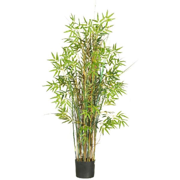 Bamboo Grass