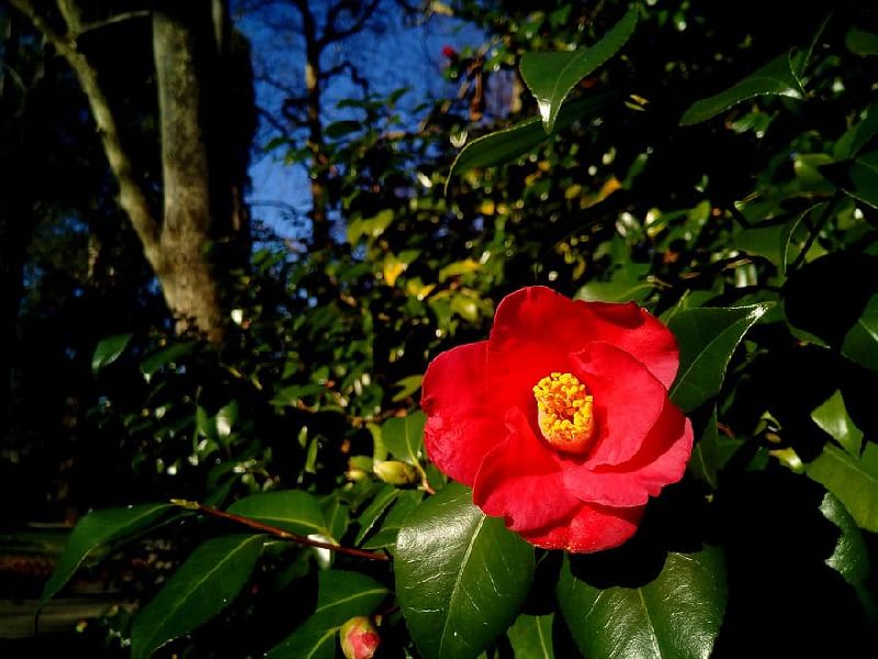 Camellia Ornamental Shrub
