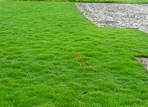 Garden Carpet Grass
