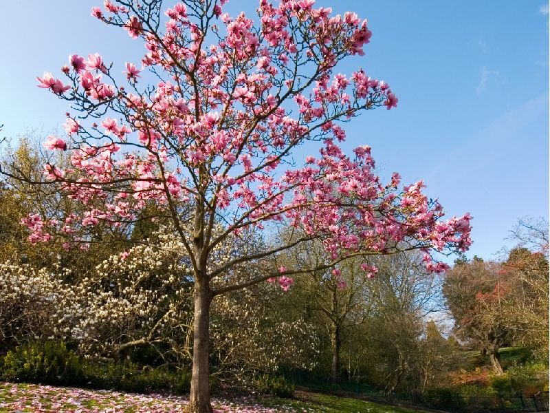 Magnolia Ornamental Tree