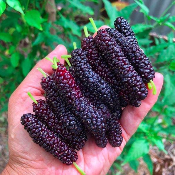 Fresh Mulberries