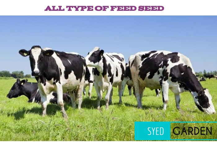 Cattle Feed Seed