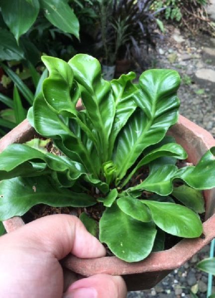 Cobra Fern Plant