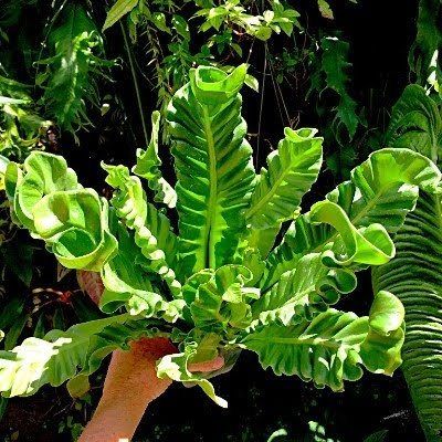 Cobra Fern Plant