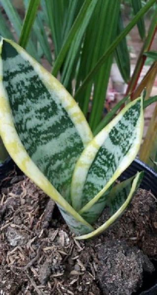 Dwarf Snake Plant(Golden Sanseveria