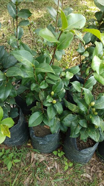Magnolia Fiscata Plant