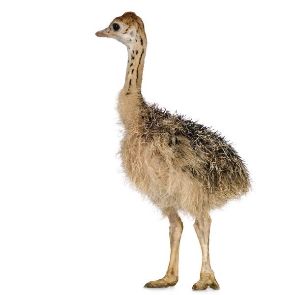 Ostrich Chick