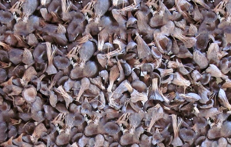 Palm Kernel Shell