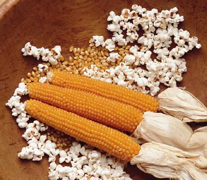 Popcorn Maize