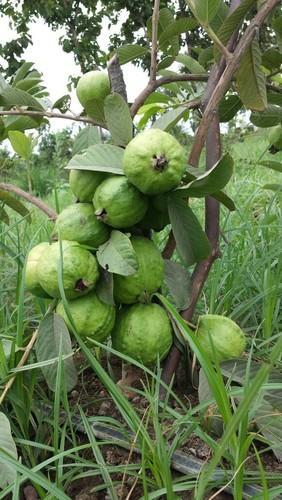 Taiwan Seedless Guava Plant