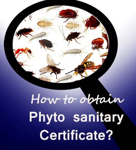 Phytosanitary Certification Service in Delhi India