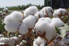 Cotton Petals