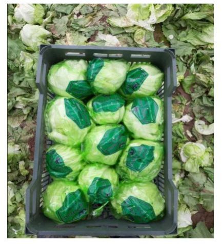 Fresh Cauliflower