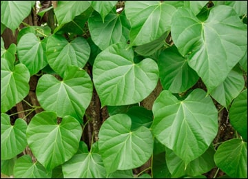 Giloy Leaves