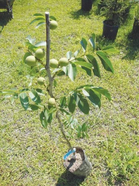 Juglans Regia [Akhrot] Plants