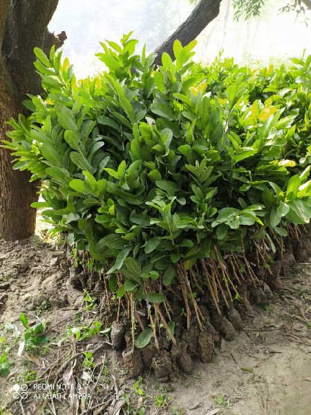 Guava Allahabadi Plant