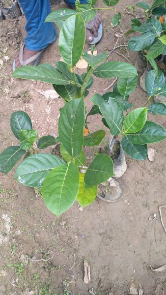Kathal Plant