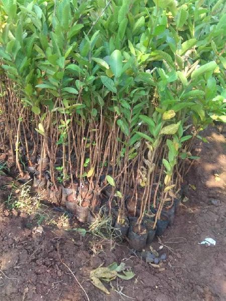 Malihabad Mango Plant