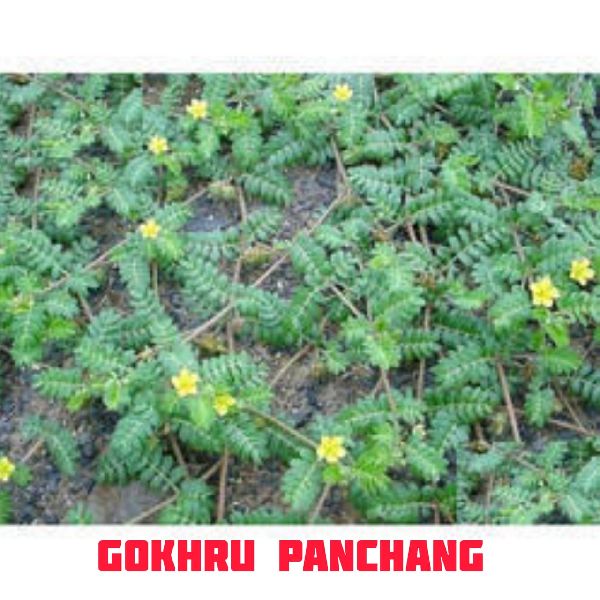 Gokhru Panchang