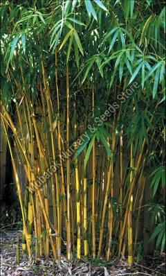 Asian Lemon Bamboo Plant
