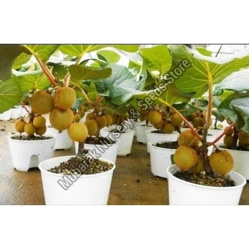 Kiwi Fruit Plant