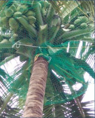 Coconut Fencing Net