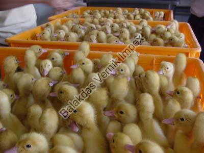 Broiler Ducks