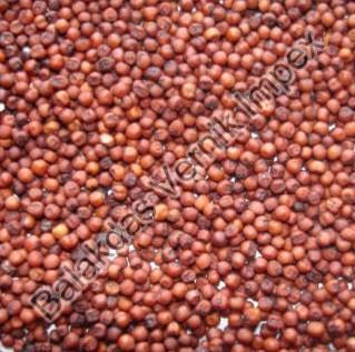 Finger Millet Seeds