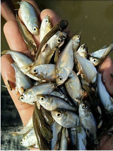 Bighead Carp Fish Seeds