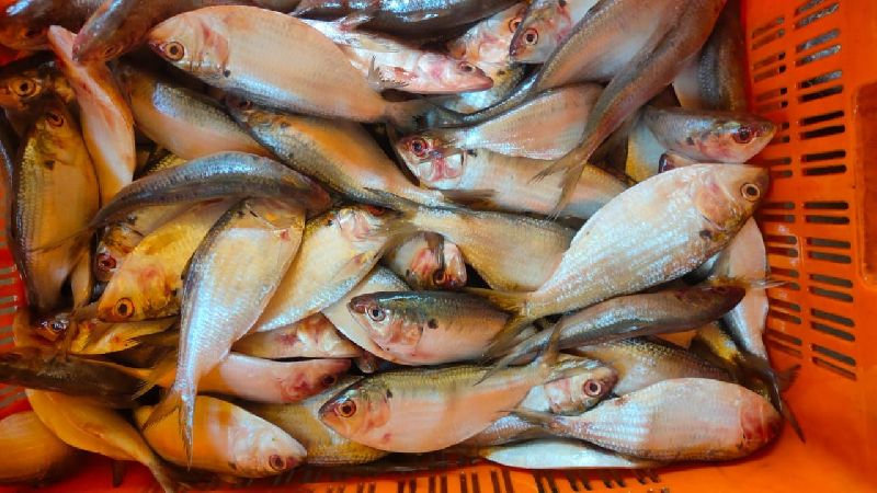 Khayra Fish