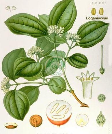 Kuchla Herb