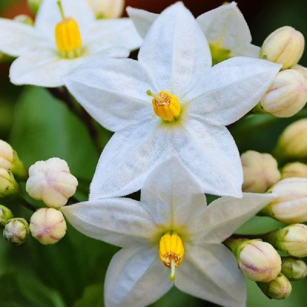 Jasmine Extract