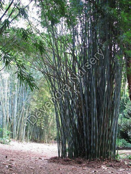 Bamboo Plant_Bambusa Tulda